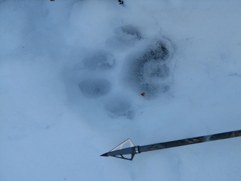 Wolf track in snow