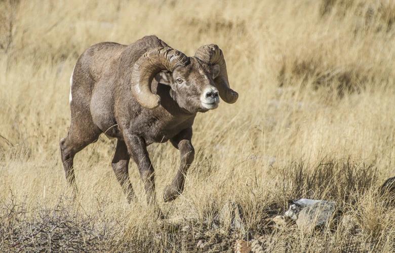 Rutting bighorn sheep 1