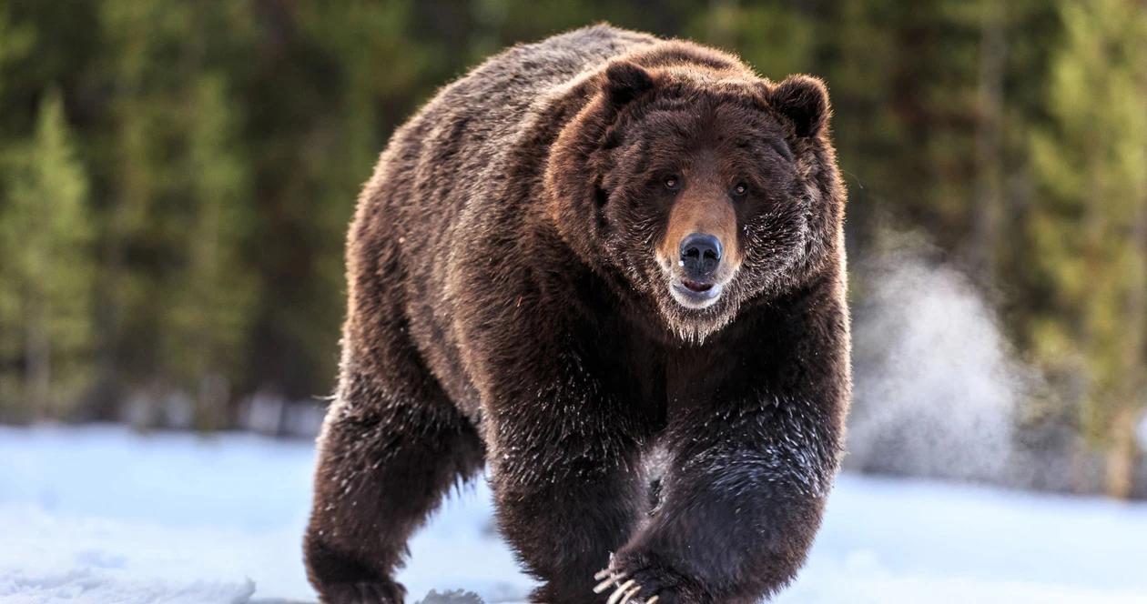 Alaska bear hunt closure covid 19 update 1