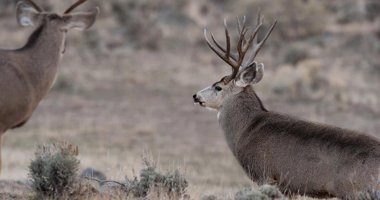 Utah hunting season changes h1
