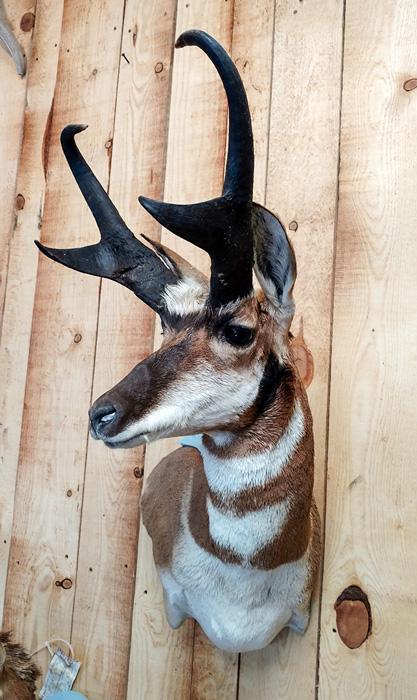 Antelope buck mount