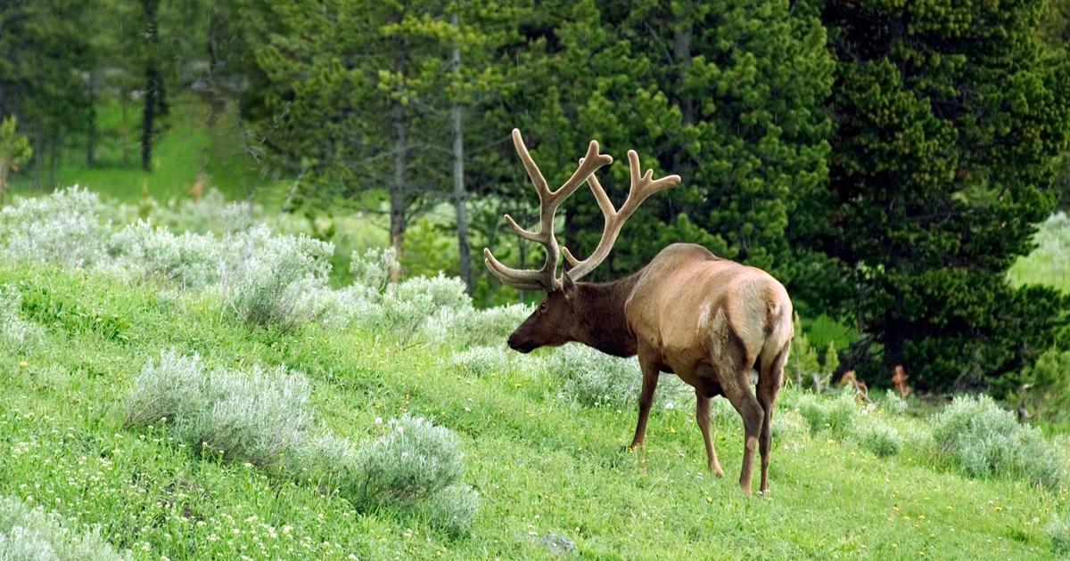 August 2022 idaho leftover hunting tag information 1