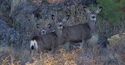 Idaho mule deer fawn and elk calves doing well