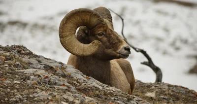 Application Strategy 2022: Montana Moose, Bighorn sheep, Mountain goat and Bison