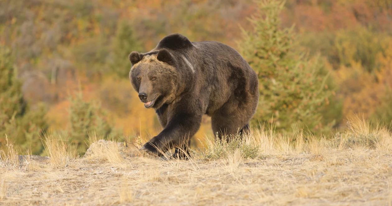 Grizzly bear relocation h1