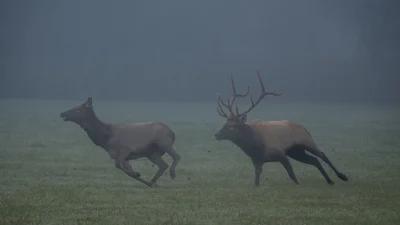 2024 Washington elk and deer application strategy article