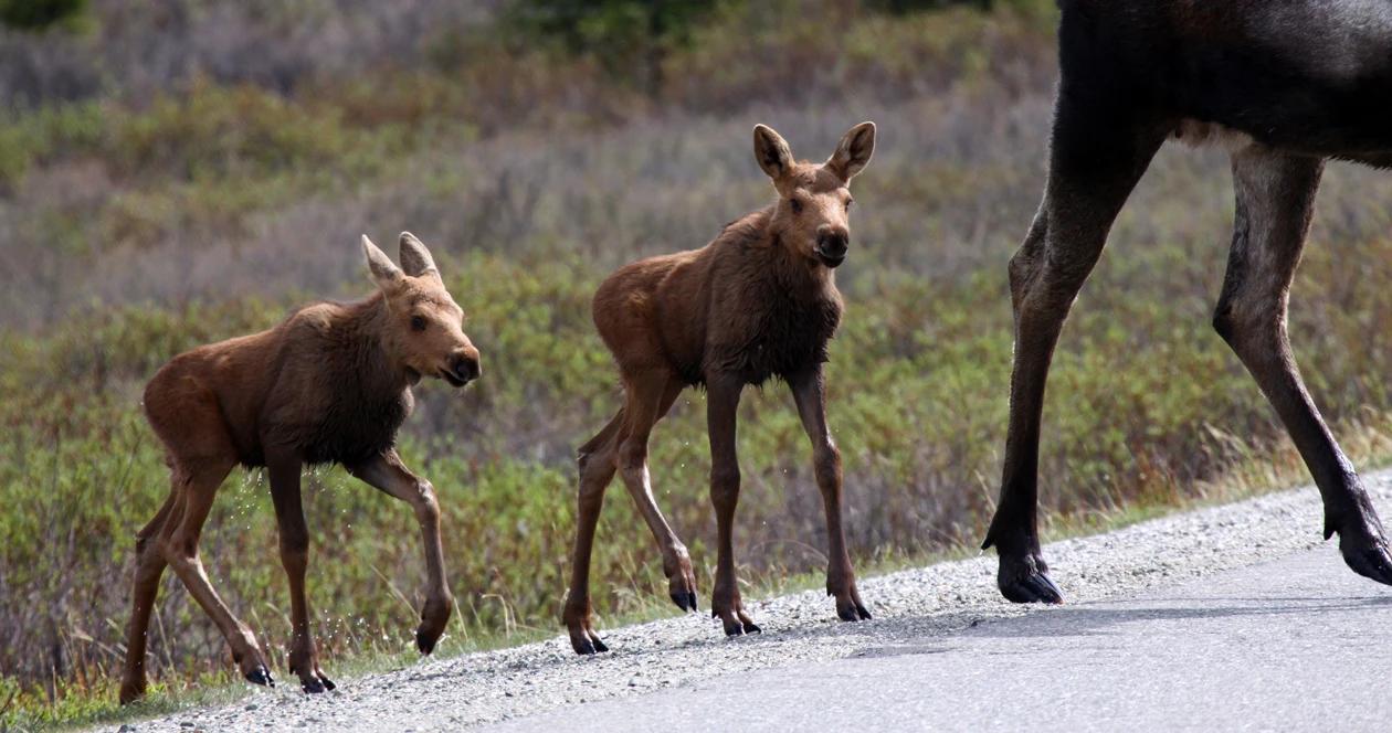 Colorado moose elk warning h1_0