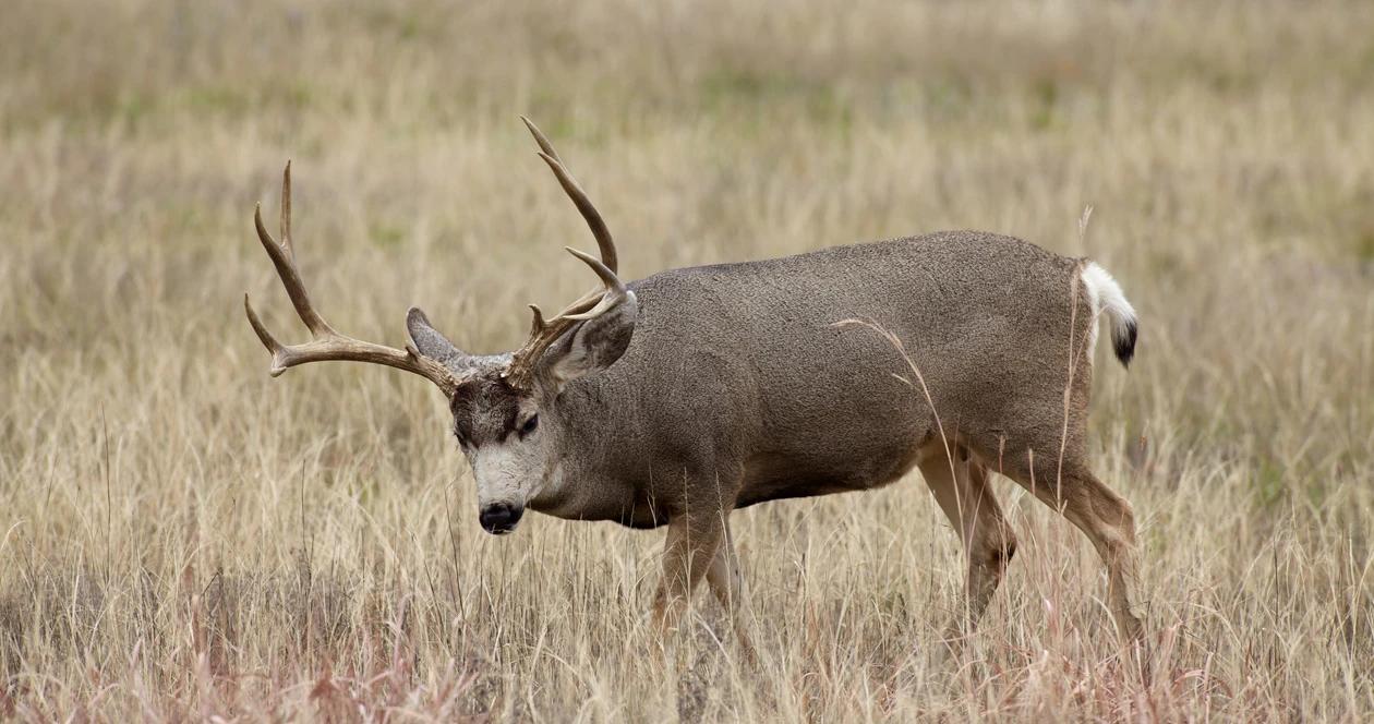 Idaho april 2023 returned nonresident deer elk tag list 1