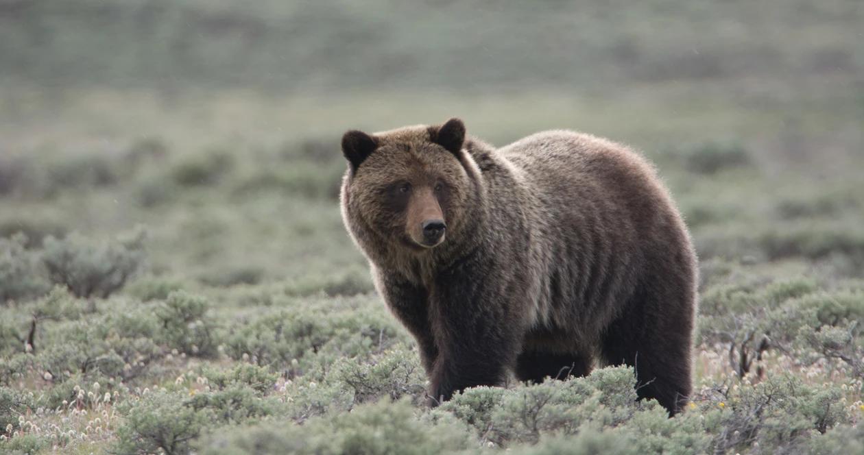 Grizzly bear h1_2