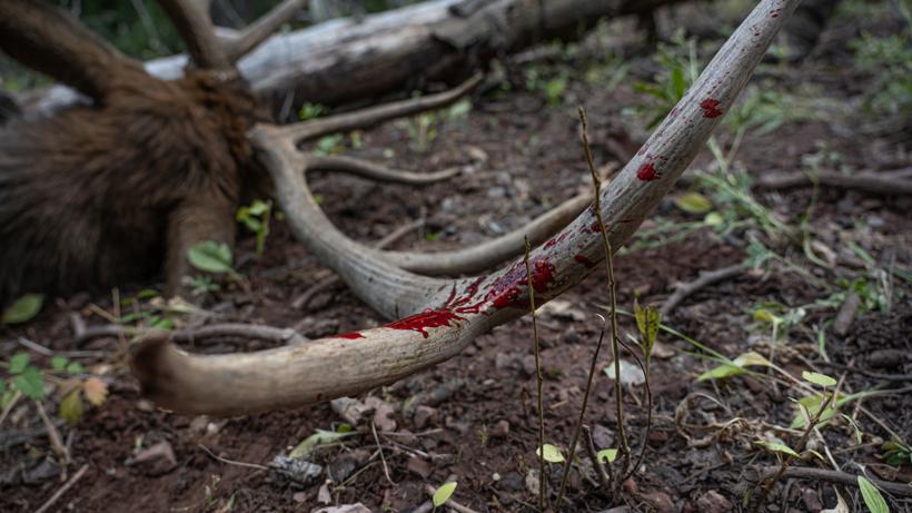 Archery bull elk antlers close up photo