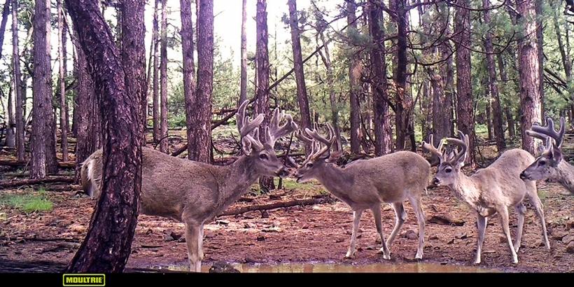 Tips for bowhunting the grey ghost