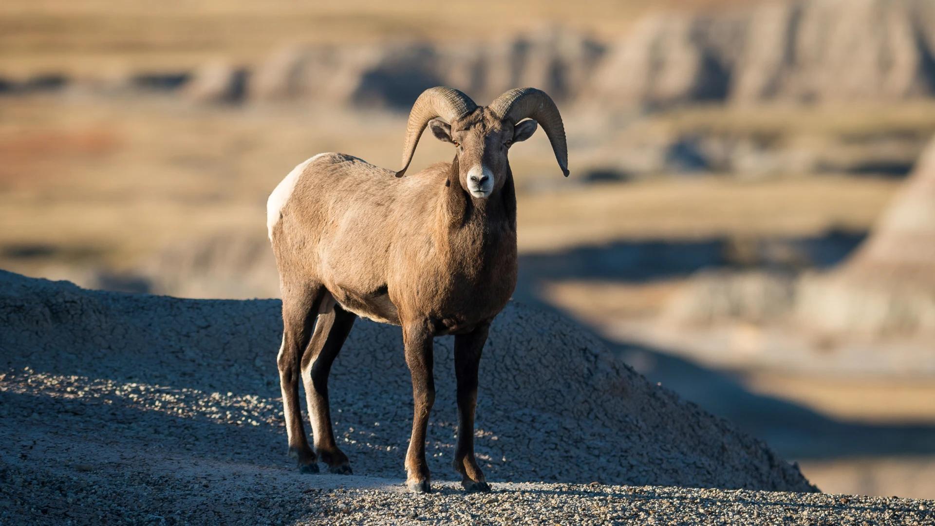 North Dakota seeks comments on highway expansion through bighorn sheep habitat