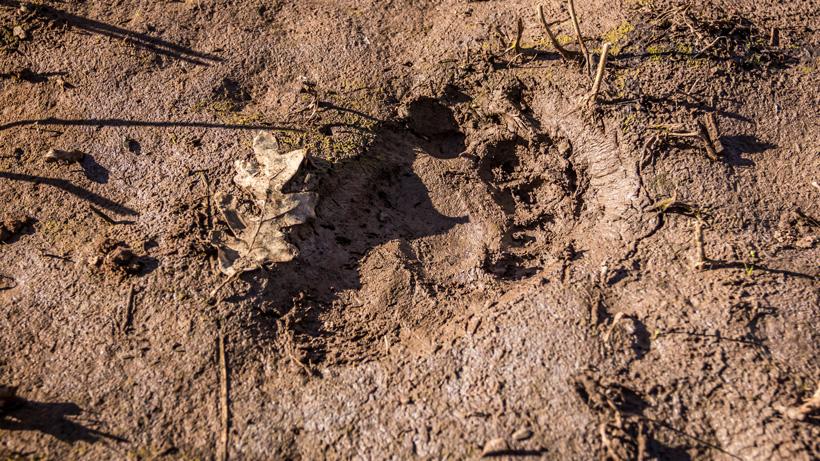 Black bear track in mud