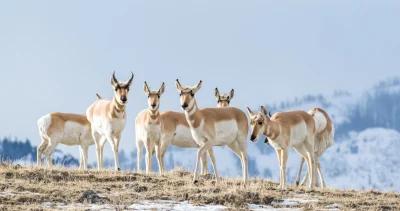 Wyoming seeks comments on antelope migration corridor
