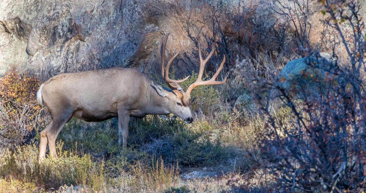 Utah mule deer h1_0