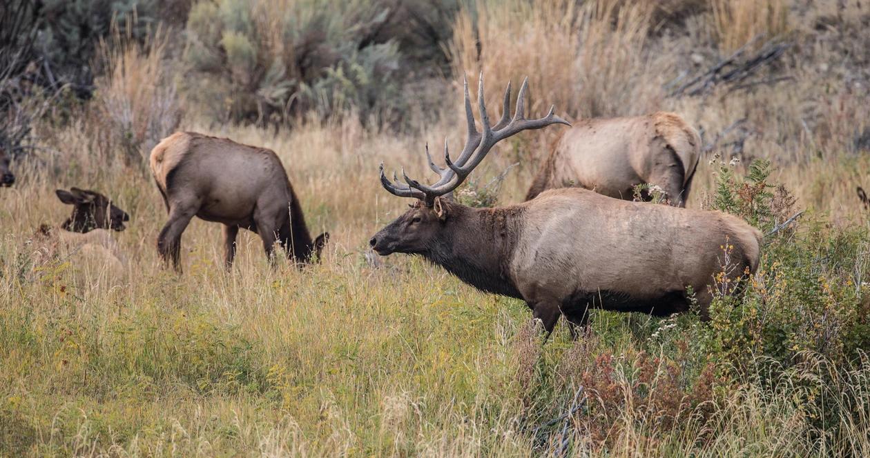 Idaho elk poacher h1