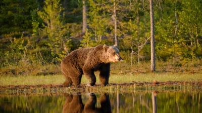 Wyoming relocates first grizzly of the year