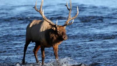 Wyoming leftover draw for remaining hunting licenses