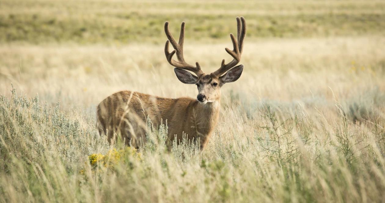 Nevada new animal import law to prevent cwd 1