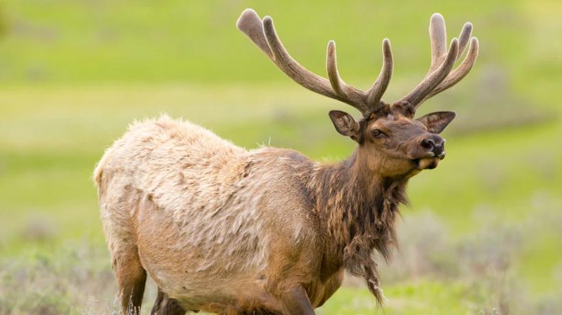 Northeast Montana elk forecast