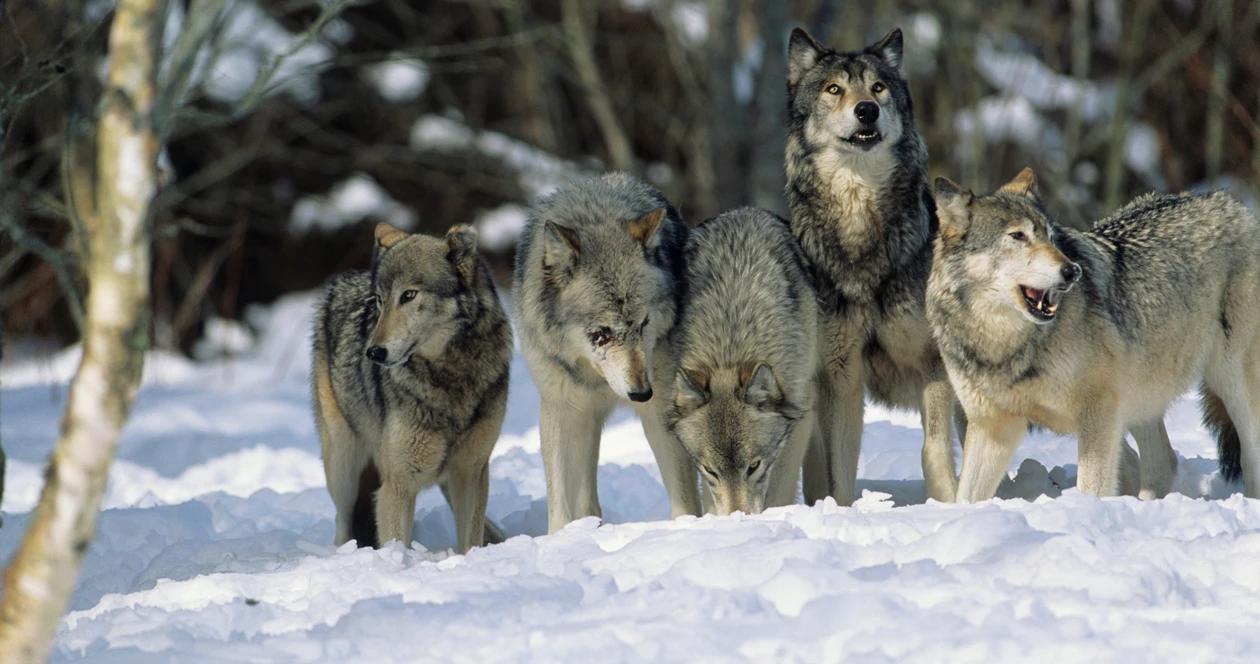 Colorado wolf reintroduction h1_2