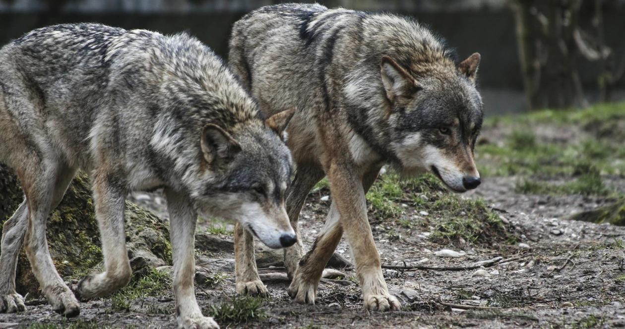 Wolves could lose federal protection h1