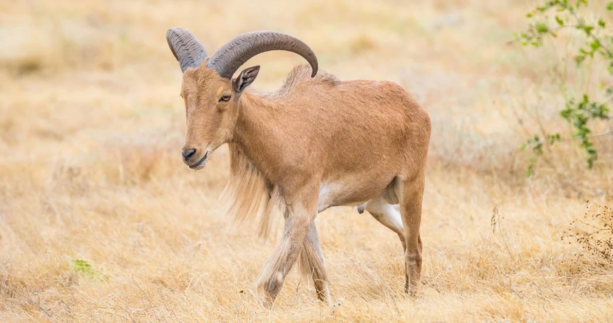 2022 new mexico oryx ibex barbary sheep application strategy 1