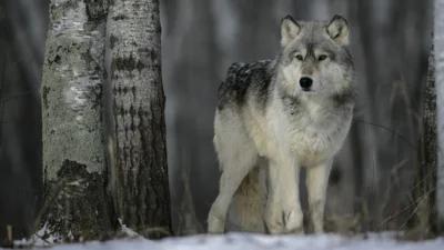 Wolf management plan under review in Minnesota