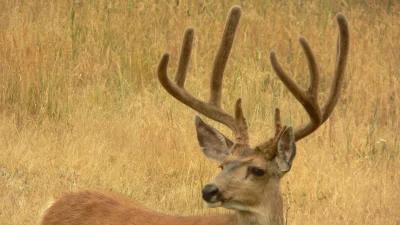 2024 South Dakota archery deer and archery antelope application strategy