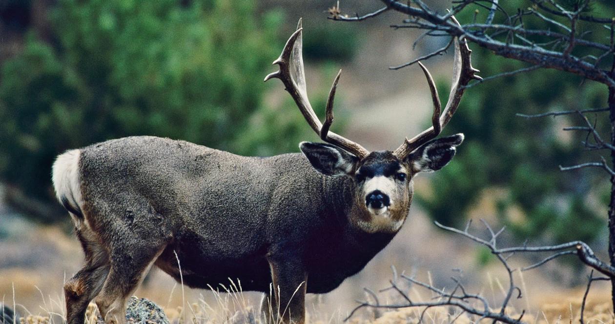 Nevada mule deer application strategy 1