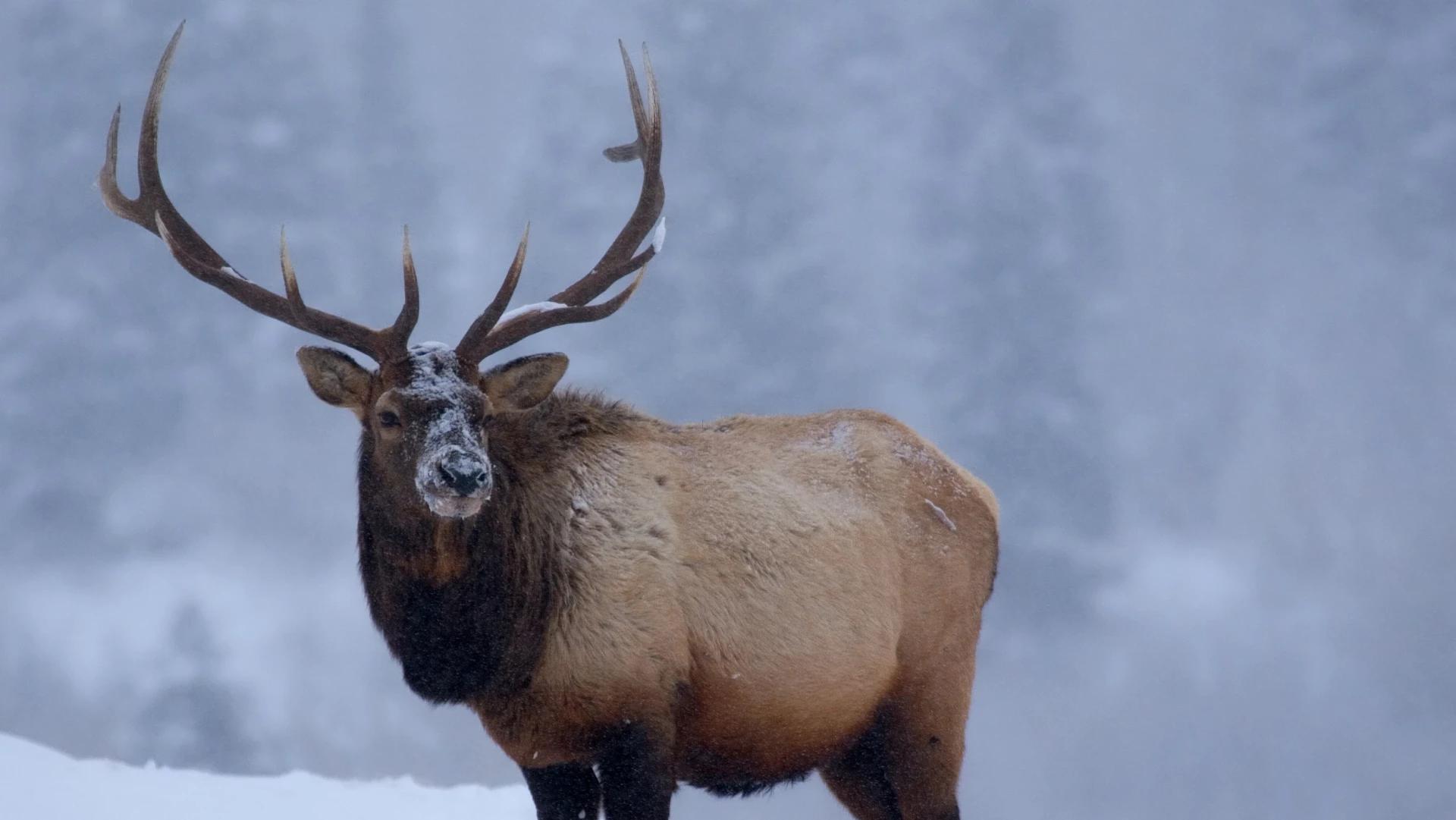 APPLICATION STRATEGY 2021: Wyoming Elk