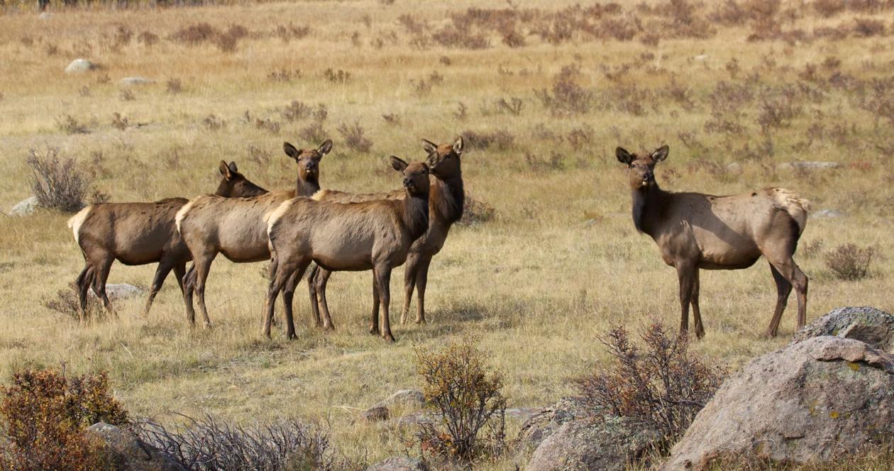 Wyoming elk feedgrounds h1_0