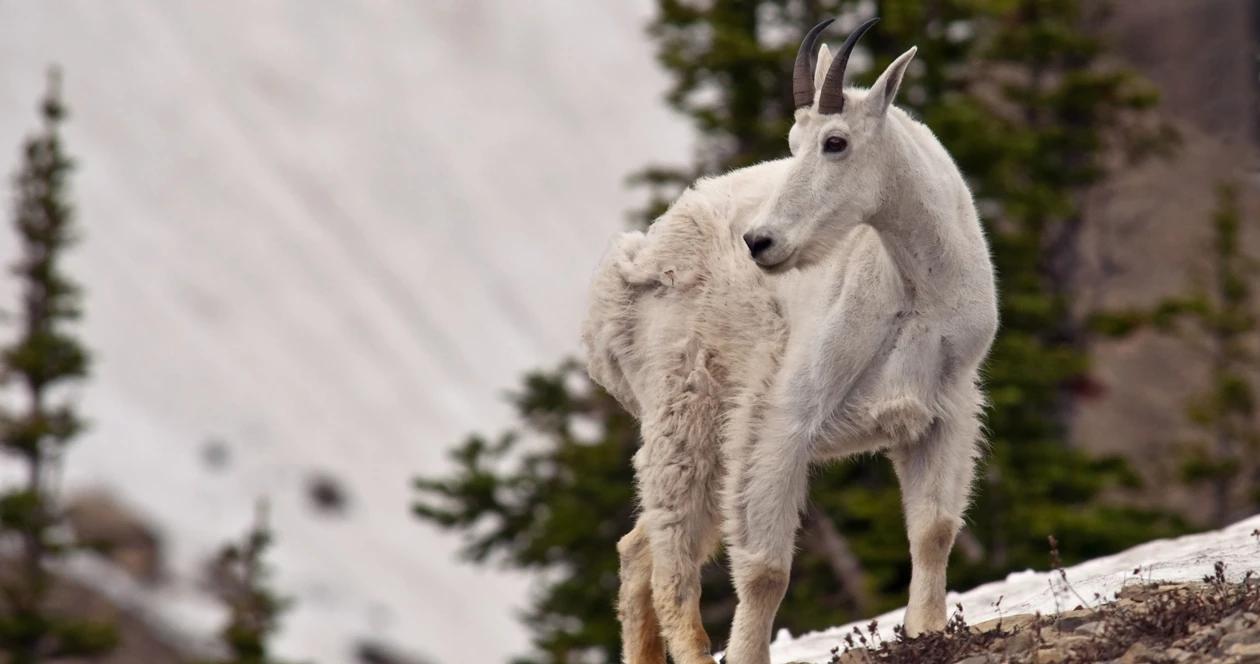 Wyoming mountain goat cull h1_0