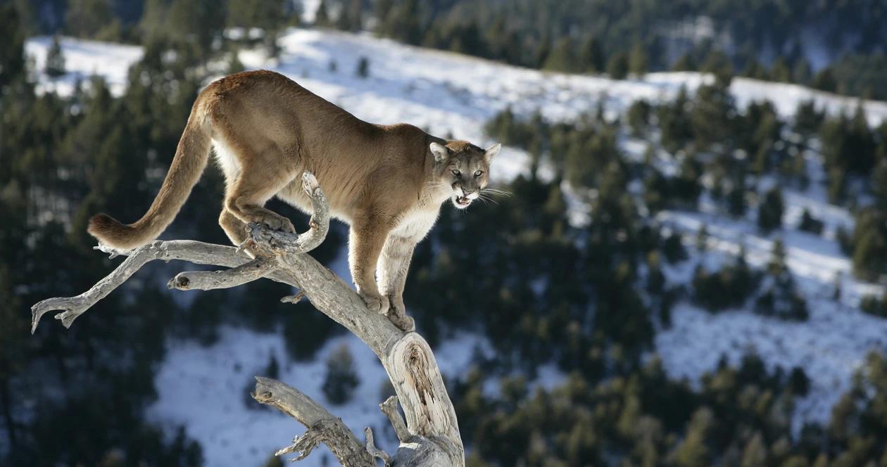 Montana mountain lion management plan 1