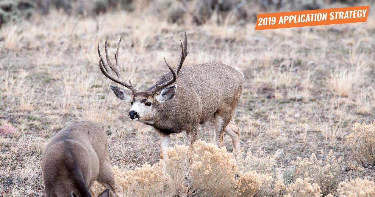 2019 colorado mule deer application strategy 1