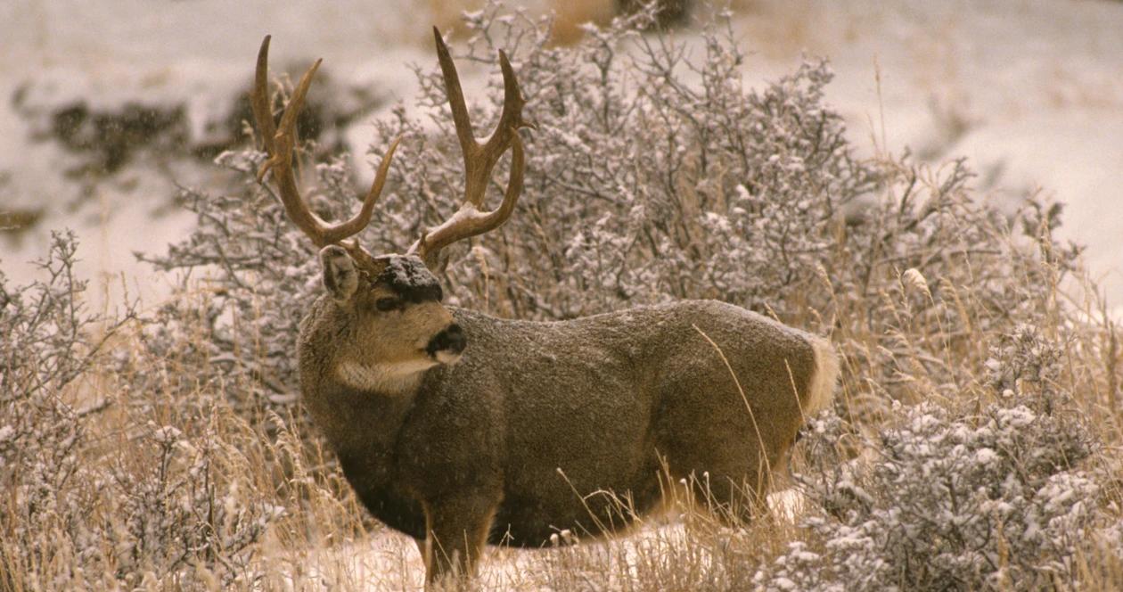 Colorado mule deer cwd h1_0