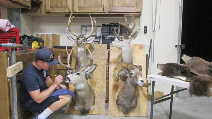 Checking over taxidermy mounts Checking out