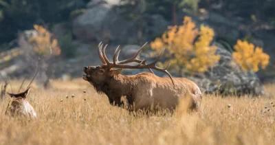 2022 utah elk and antelope hunting application strategy 1