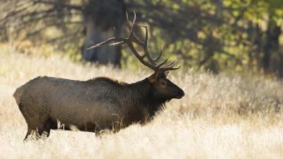 List of returned Idaho nonresident general season deer and elk tags — Early September 2024