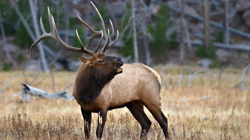 Idaho fights against court order to destroy elk and wolf data