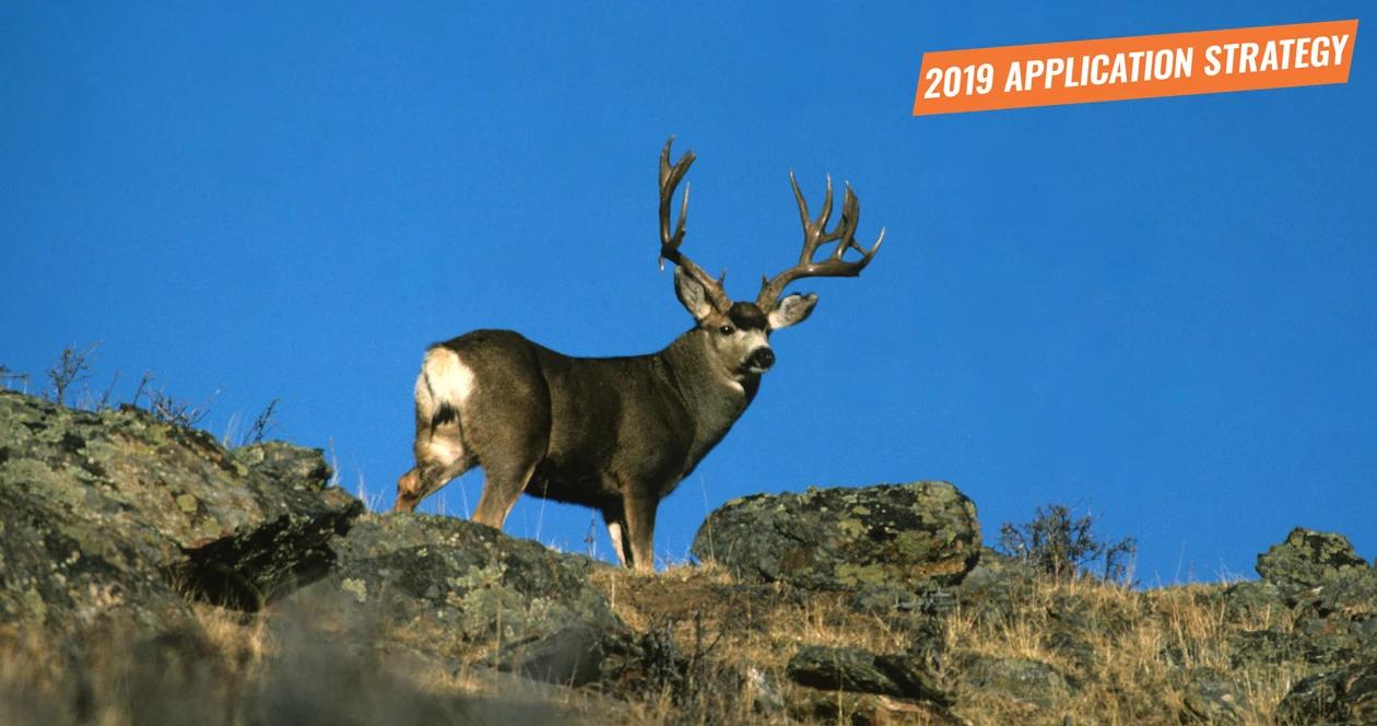 2019 wyoming deer and antelope application strategy article 1_0