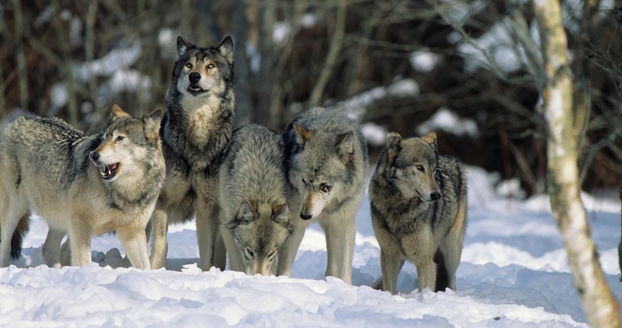 Michigan weighs wolf hunting season 1