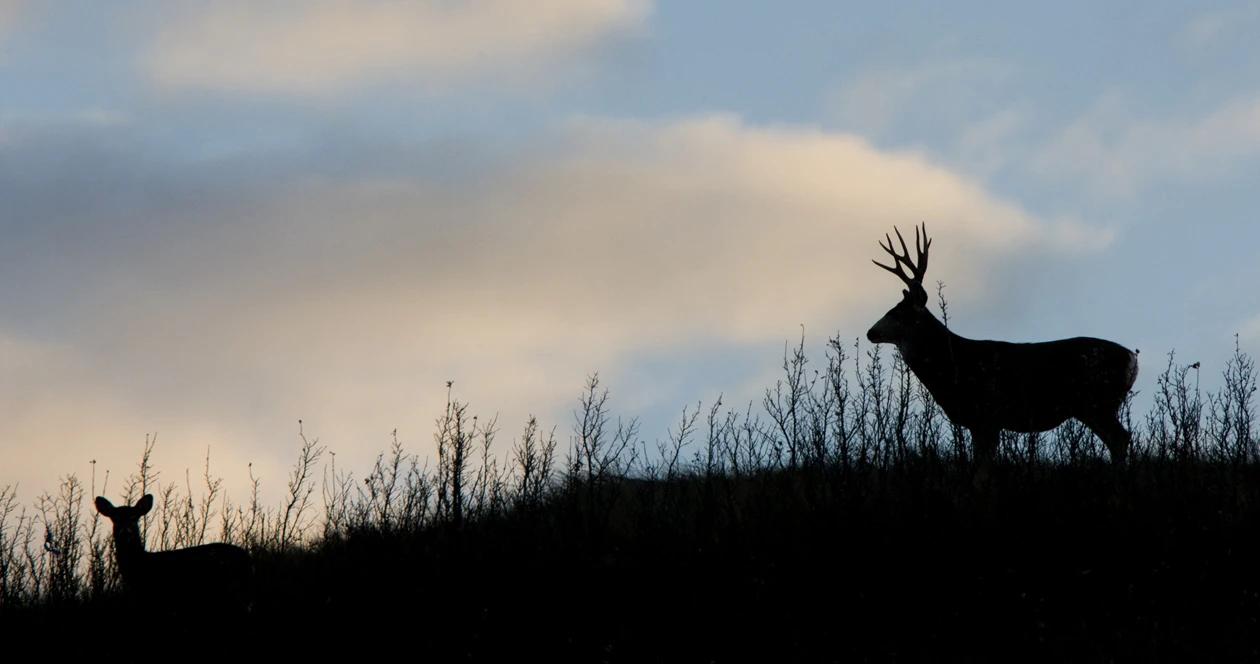 Idaho mule deer poaching h1_1