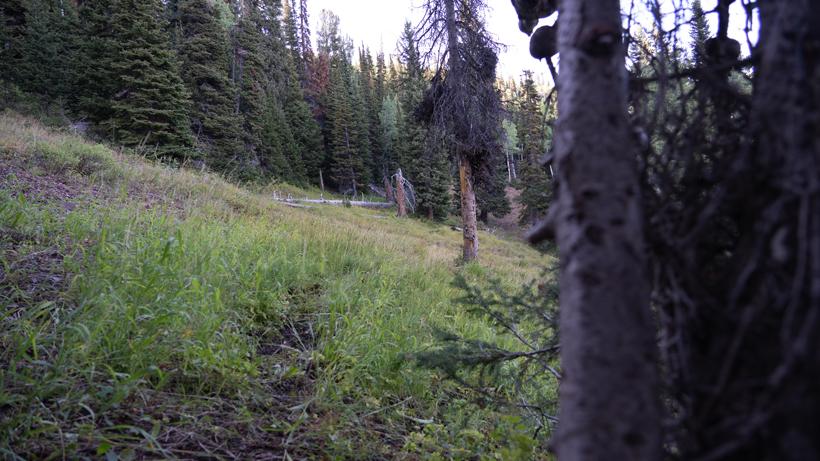 Setting up near an active elk wallow