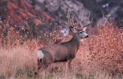 Utah mule deer buck h1