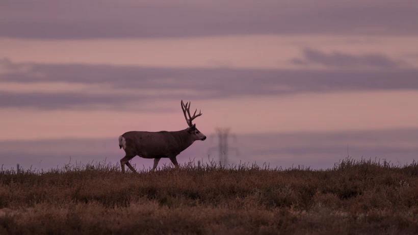Montana deer roaming an open field near sundown