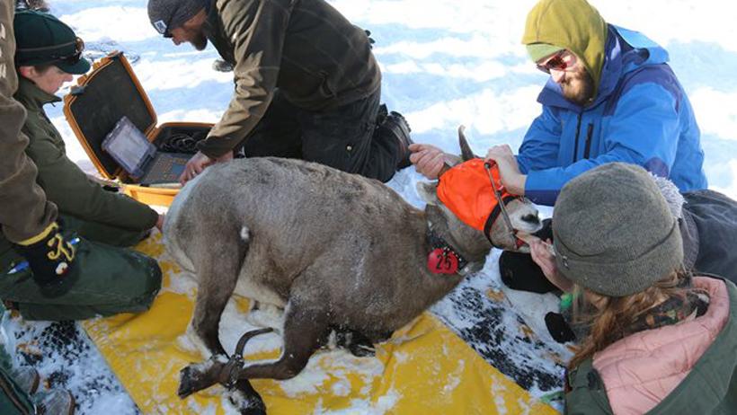 Wyoming bighorn sheep capture 1