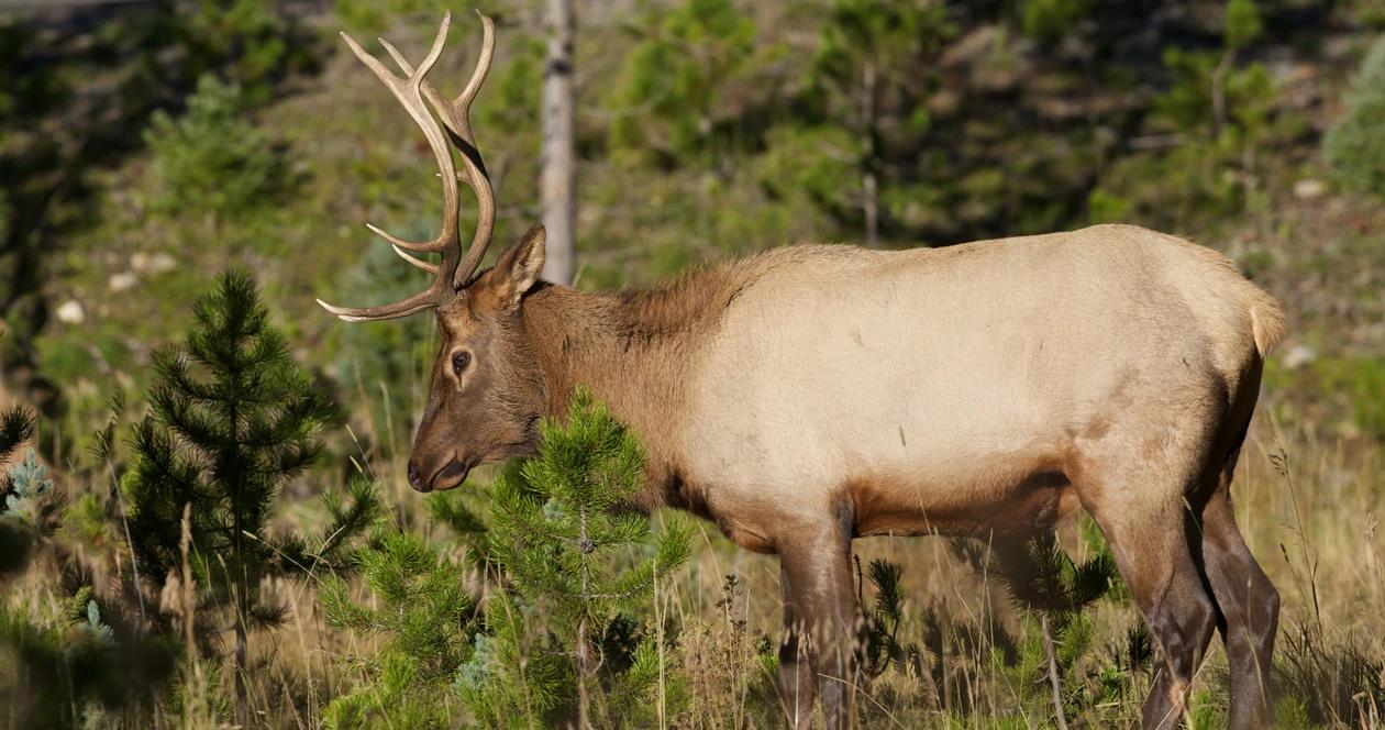 Oregon elk hunting h1