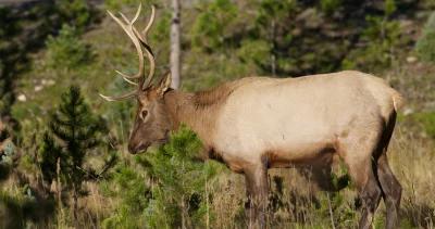Oregon elk hunting h1