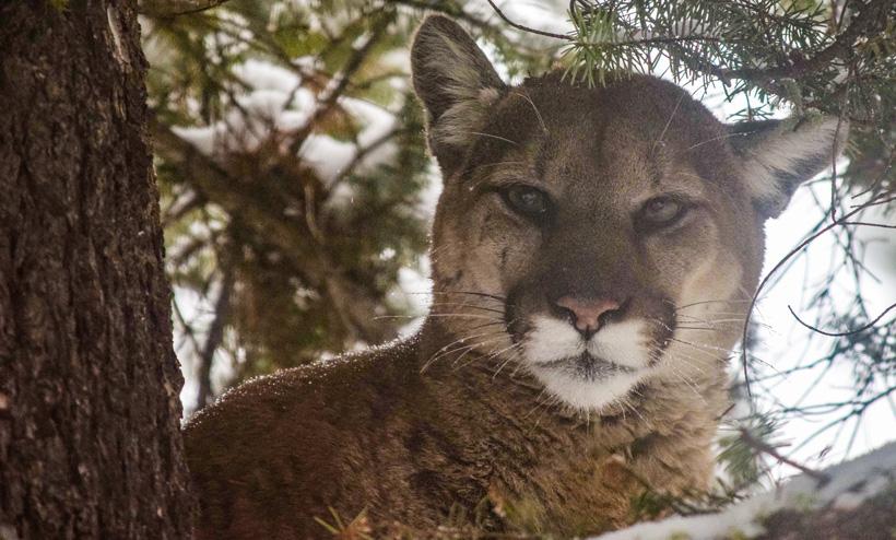 Close up photo of a treed mountain lion in montana